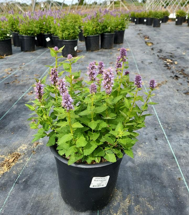 AGASTACHE X `BLUE FORTUNE`