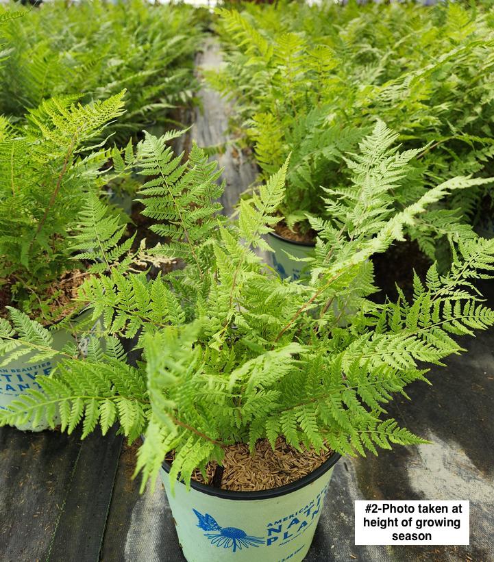 ATHYRIUM FILIX FEMINA `LADY IN RED`