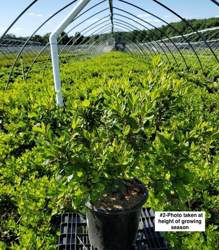 AZALEA `BLAAUW`S PINK`