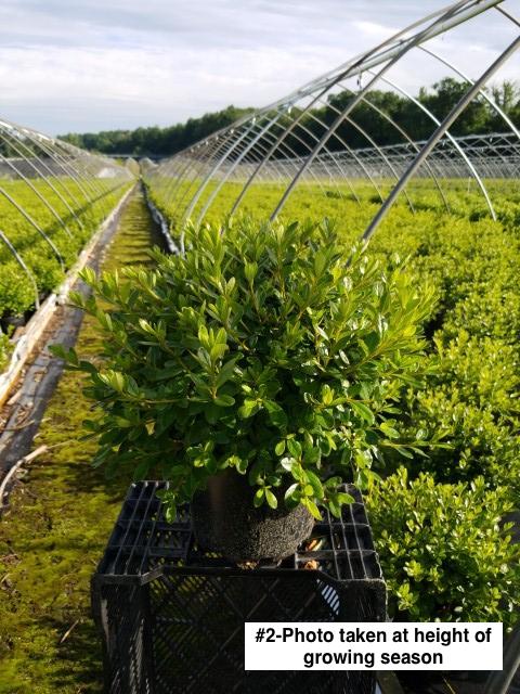 AZALEA `GIRARD`S PLEASANT WHITE`