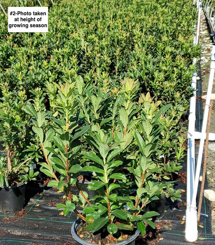 AZALEA `MANDARIN LIGHTS`