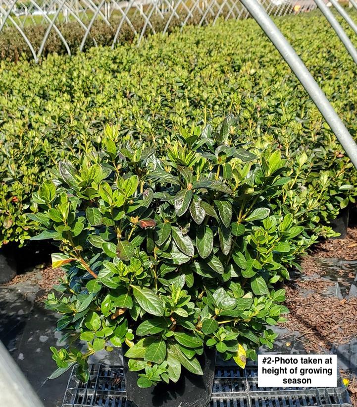 AZALEA `MARTHA HITCHCOCK`