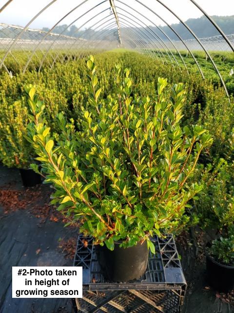 AZALEA `STEWARTSTONIAN`