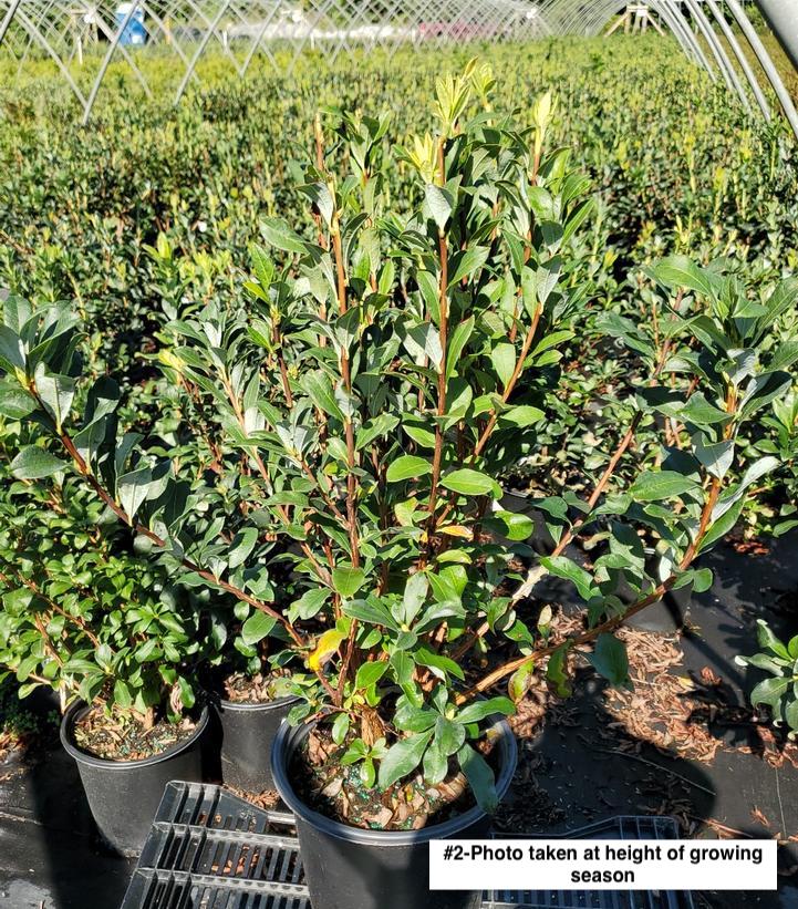 AZALEA VISCOSUM `LEMON DROP`