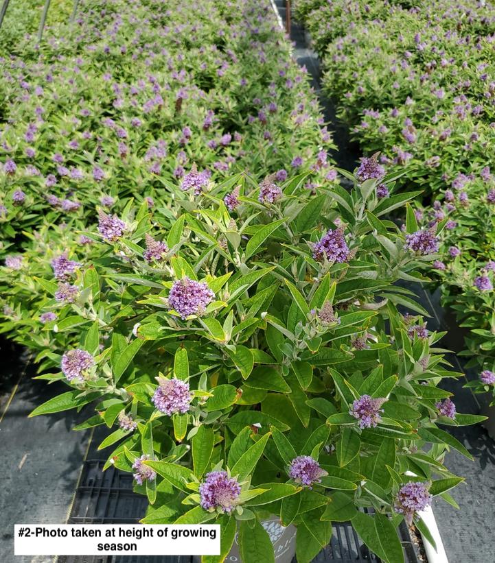 BUDDLEIA DAVIDII DAPPER `LAVENDER`