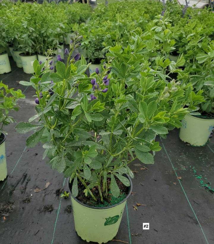 BAPTISIA AUSTRALIS