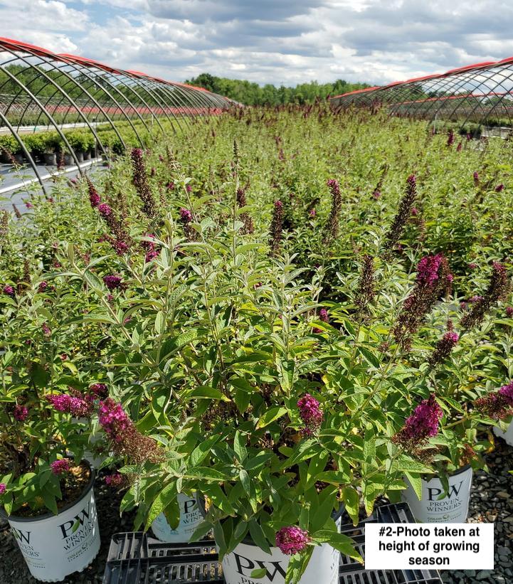 BUDDLEIA X `MISS MOLLY`