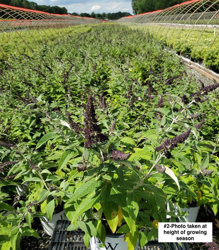 BUDDLEIA PUGSTER `BLUE`