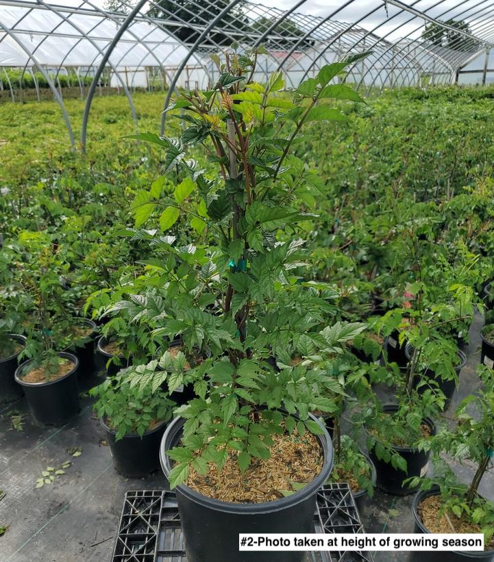 CAMPSIS X TAG. `MADAME GALEN`