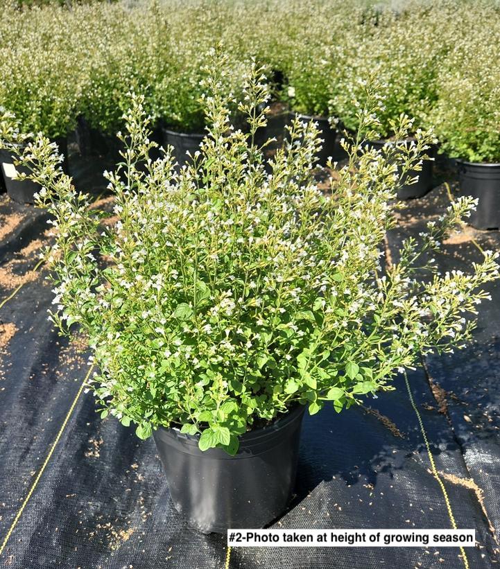 CALAMINTHA NEPETOIDES `WHITE CLOUD`