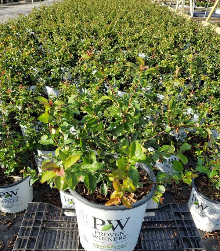 CHAENOMELES `DOUBLE TAKE ORANGE`