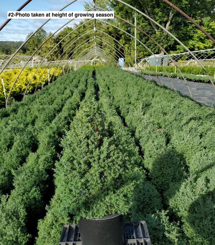 CHAMAECYPARIS OBTUSA `BLUE FEATHERS`