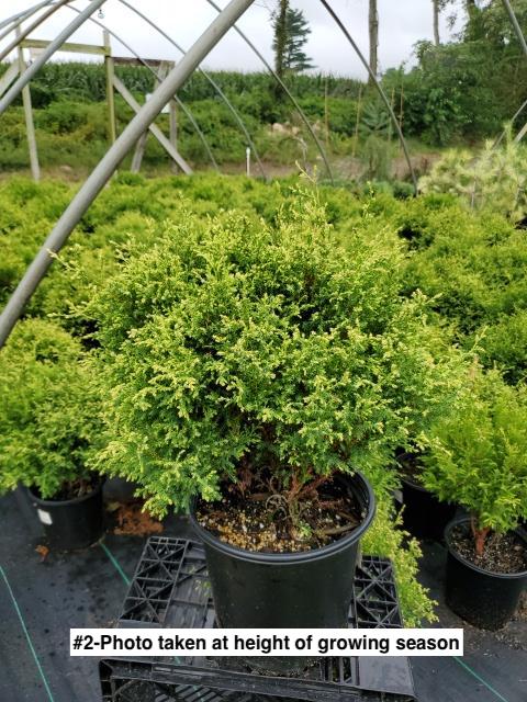 CHAMAECYPARIS PISIFERA `CREAM BALL`