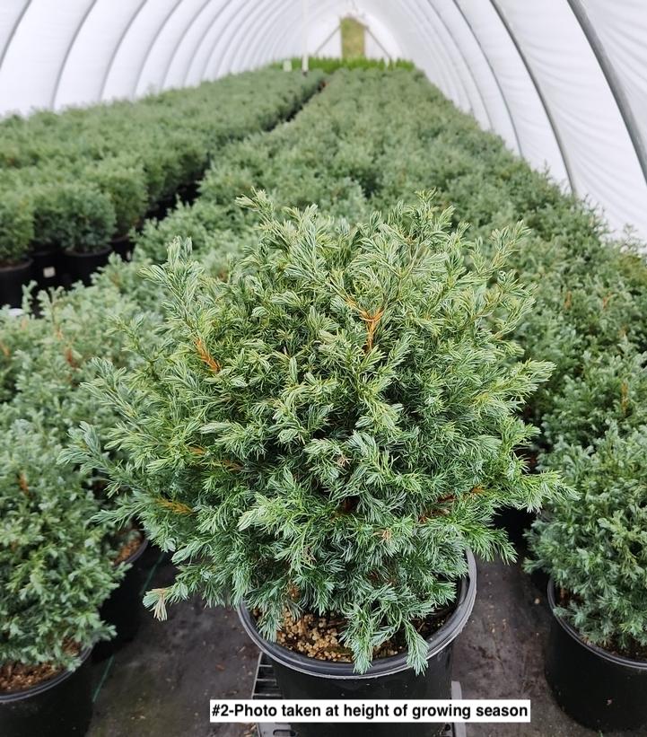 CHAMAECYPARIS PISIFERA `TRUE BLUE`