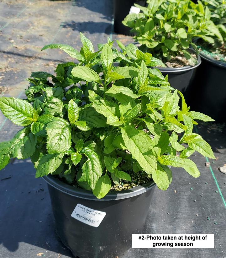 CHELONE LYONII `HOT LIPS`