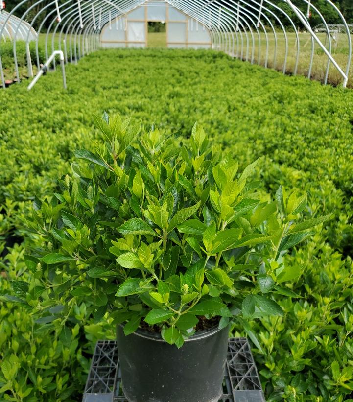 CLETHRA ALNIFOLIA `HUMMINGBIRD`