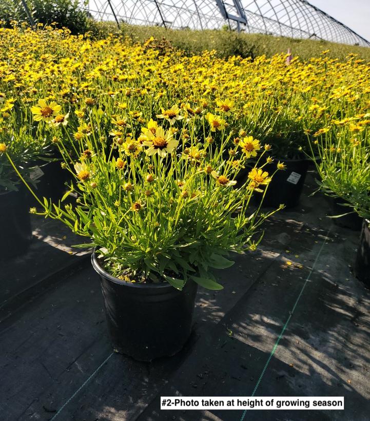 COREOPSIS BIG BANG `COSMIC EYE`