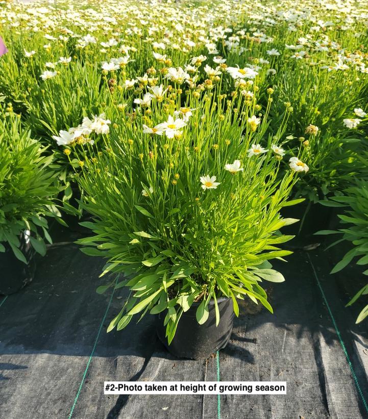 COREOPSIS BIG BANG `POLARIS`