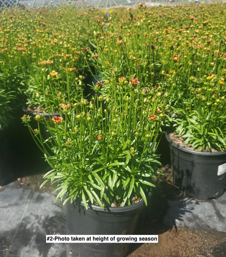 COREOPSIS LI`L BANG `RED ELF`
