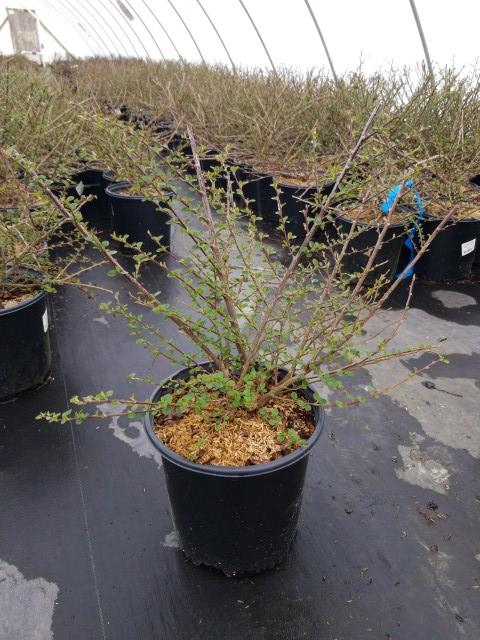 COTONEASTER APICULATUS