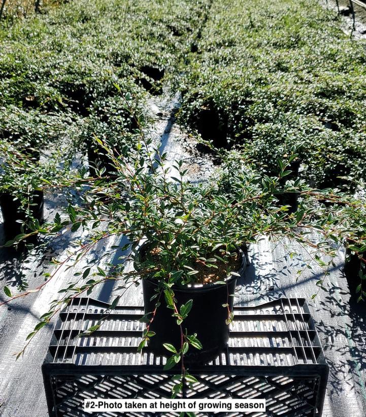 COTONEASTER SAL. `REPANDENS`