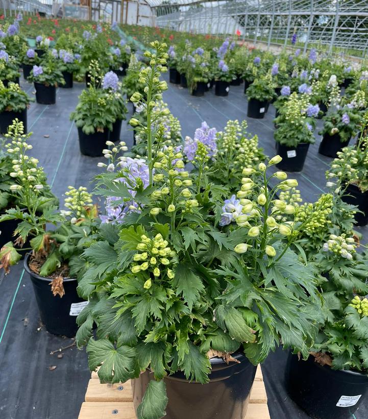DELPHINIUM ELATUM `GUARDIAN LAVENDER`