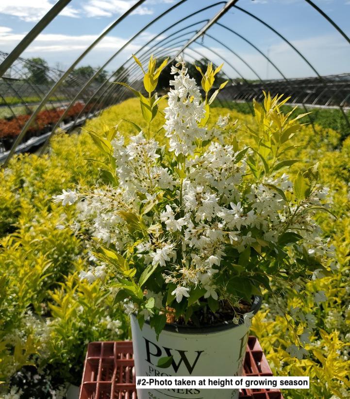 DEUTZIA GRACILIS `CHARDONNAY PEARLS`