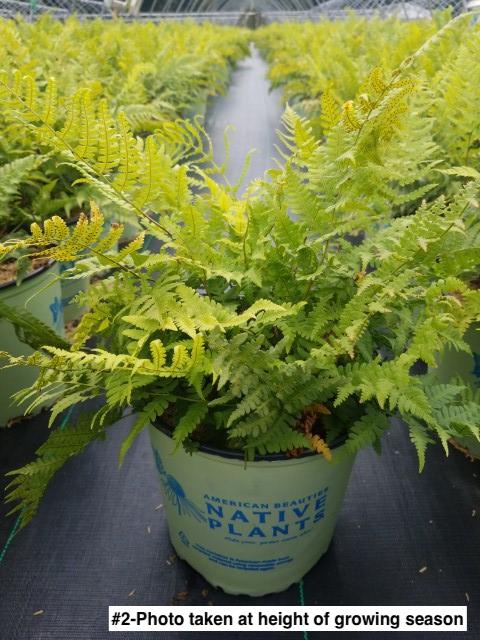 DRYOPTERIS MARGINALIS