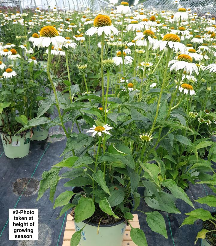 ECHINACEA PURPUREA `HAPPY STAR`