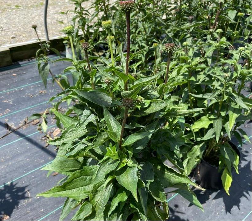 ECHINACEA PURPUREA `MAGNUS`