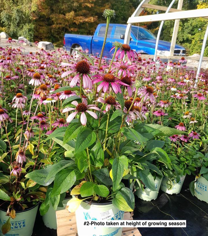 ECHINACEA PURPUREA `RUBY STAR`