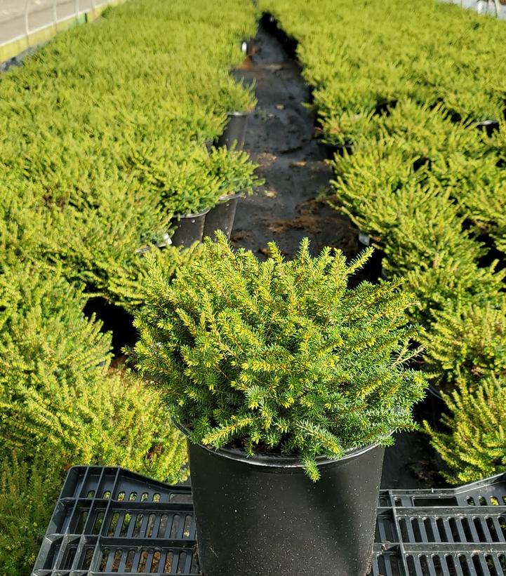 ERICA `KRAMER`S RED`