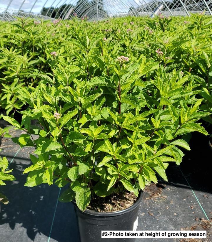 EUPATORIUM `BABY JOE`