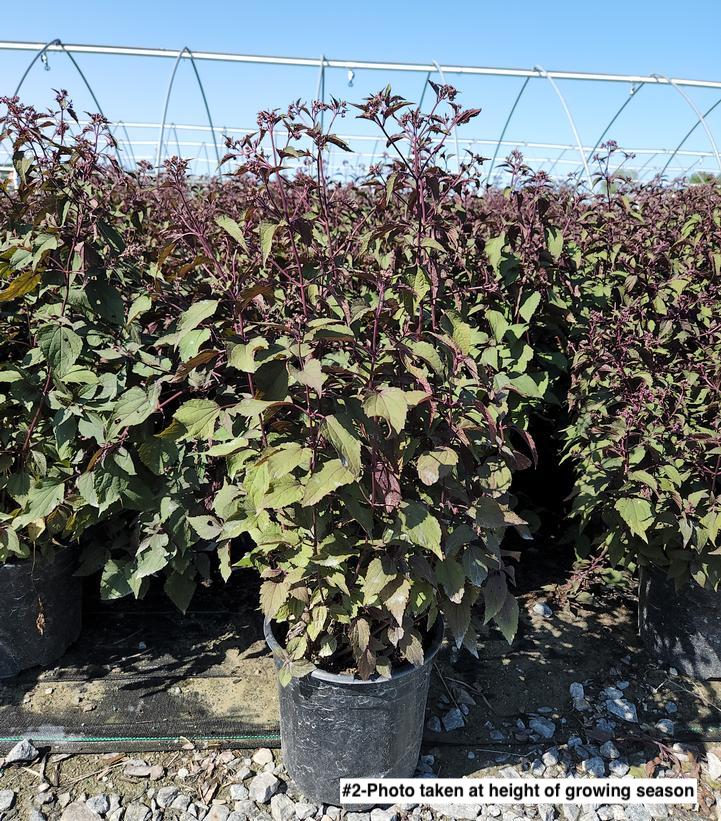 EUPATORIUM RUGOSUM `CHOCOLATE`