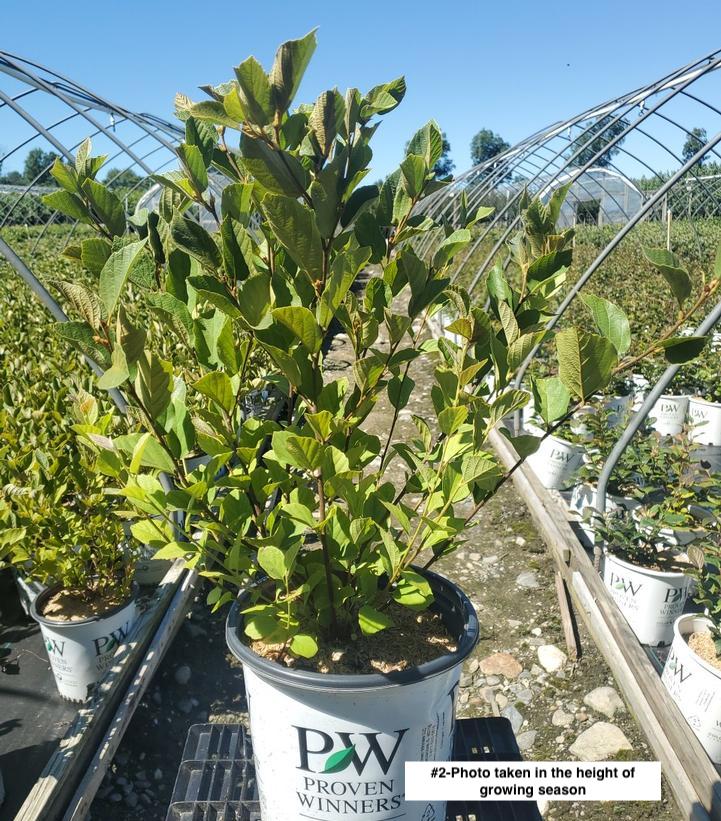 FOTHERGILLA X I. `LEGEND OF THE SMALL`