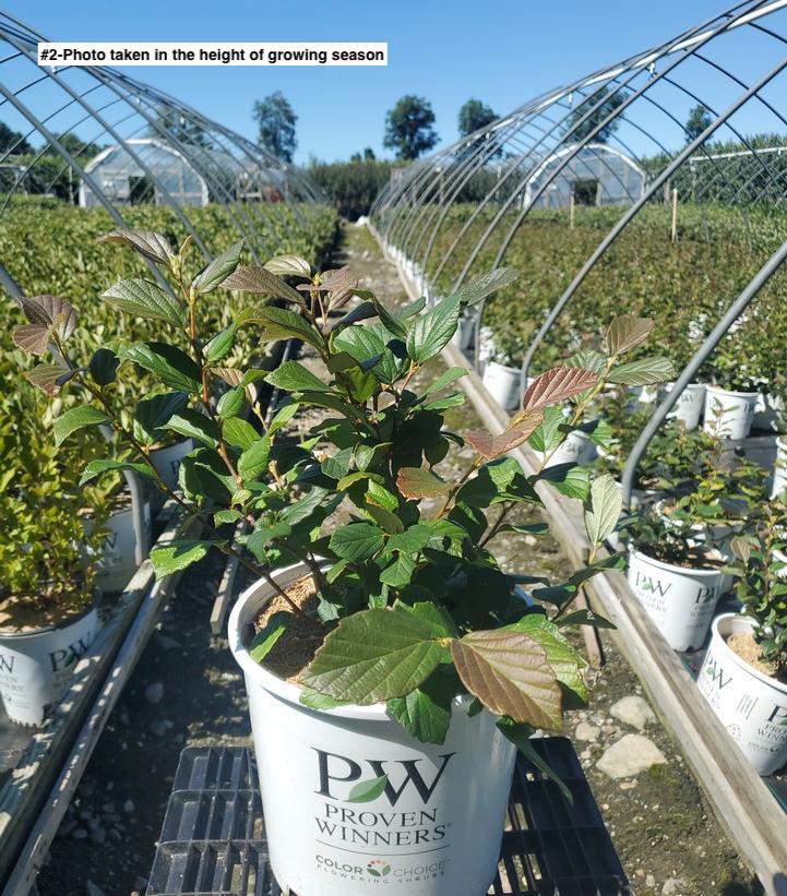FOTHERGILLA X `LEGEND OF THE FALL`
