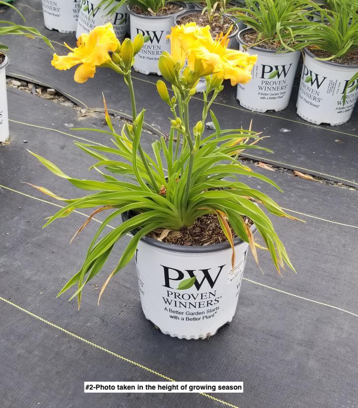 HEMEROCALLIS RAINBOW RHYTHM `ORANGE SMOOTHIE`
