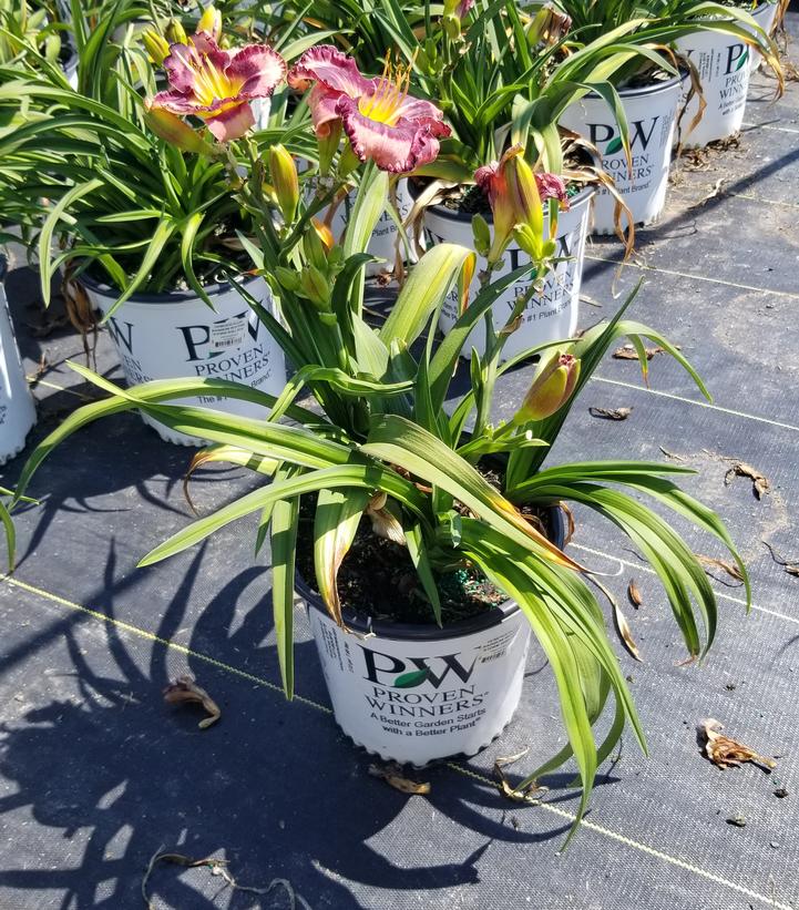 HEMEROCALLIS RAINBOW RHYTHM `STORM SHELTER`