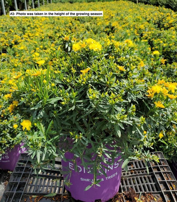 HYPERICUM KALMIANUM `COBALT-N-GOLD`