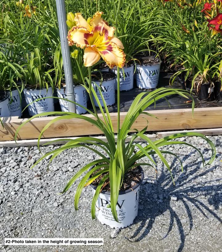 HEMEROCALLIS RAINBOW RHYTHM `KING OF THE AGES`