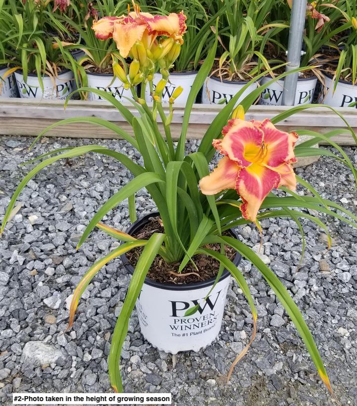 HEMEROCALLIS RAINBOW RHYTHM `LAKE OF FIRE`