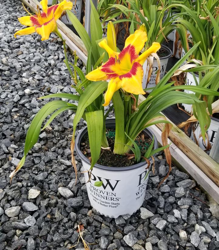 HEMEROCALLIS RAINBOW RHYTHM `TIGER SWIRL`
