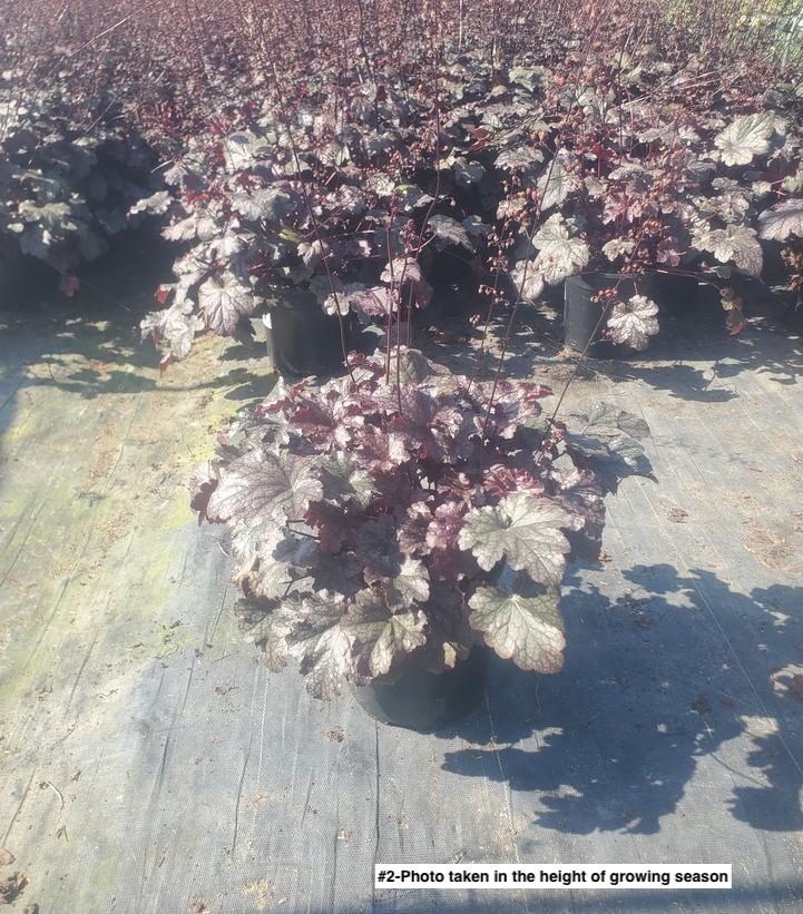 HEUCHERA `PLUM PUDDING`