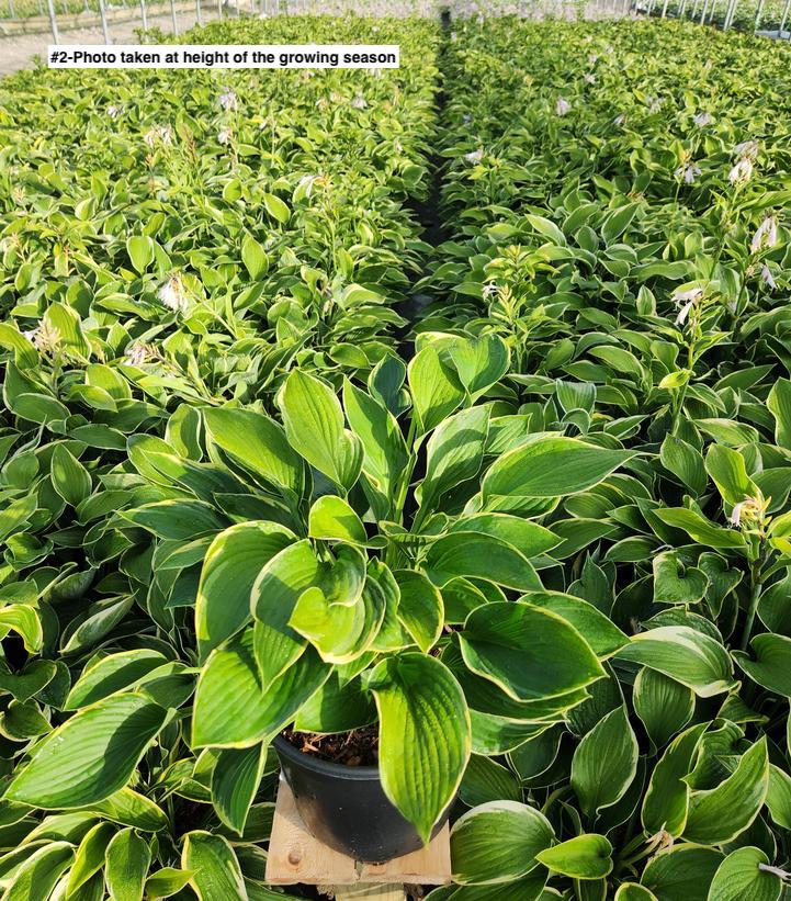 HOSTA FORTUNEI `AUREO-MARGINATA`