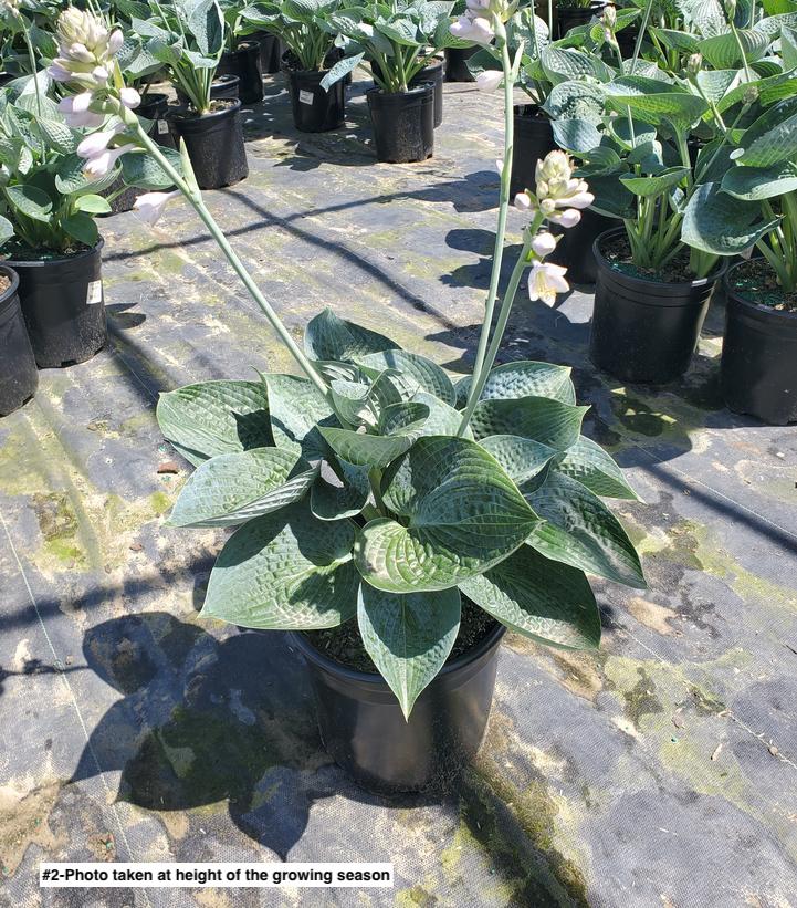 HOSTA `BIG DADDY`