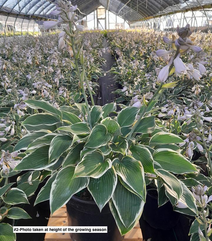 HOSTA `FIRST FROST`