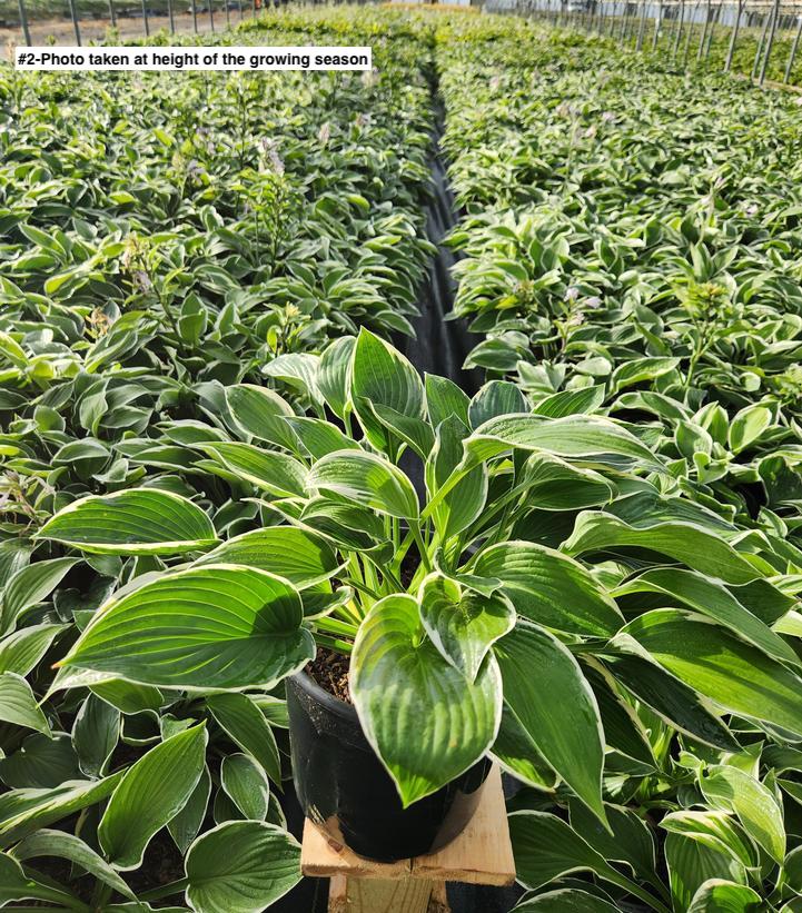 HOSTA `FRANCEE`