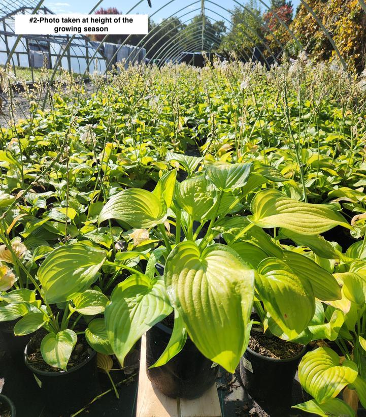 HOSTA `GUACAMOLE`