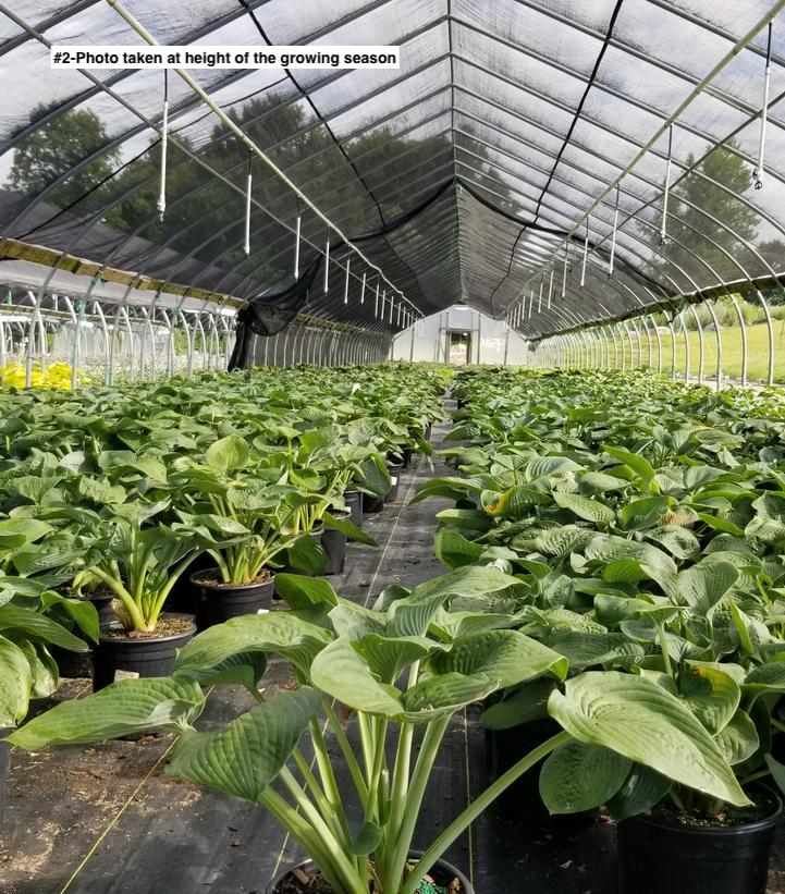HOSTA SIEBOLDIANA `ELEGANS`