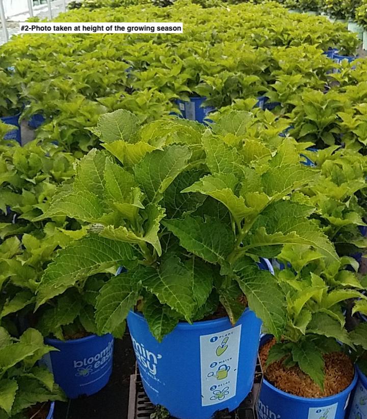 HYDRANGEA M `FRILL RIDE`
